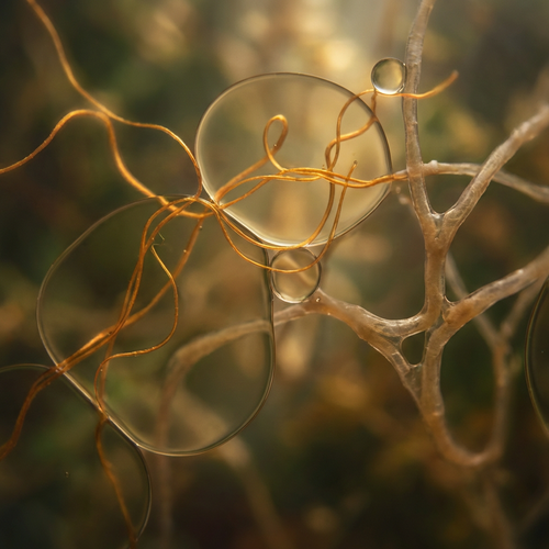 Omega-3 and Cardiovascular Function | Dafee